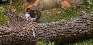 Best Weed Control  in Granite Falls, MN